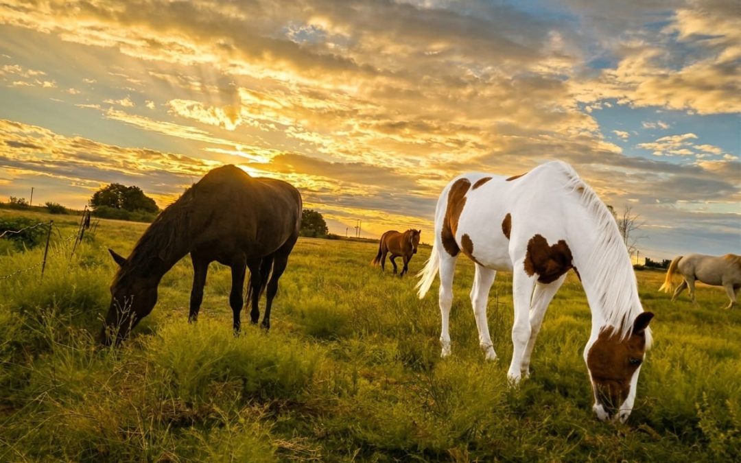 Horse-Guided Encounters